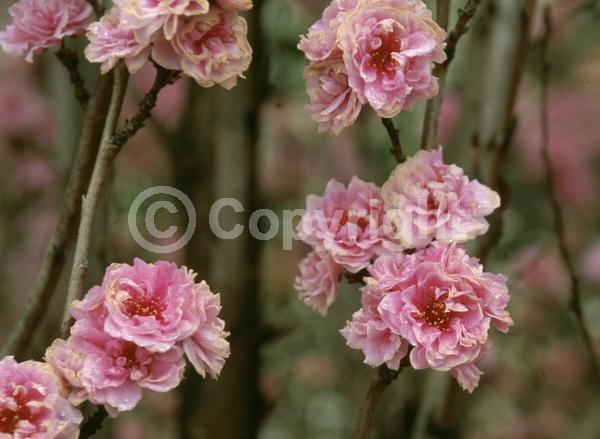 Pink blooms; Deciduous; Broadleaf