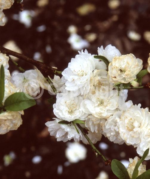 White blooms; Deciduous; Broadleaf