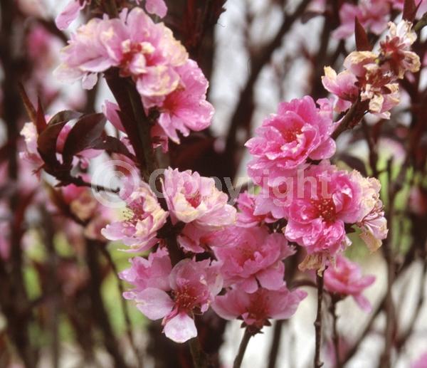 Pink blooms; Deciduous; Broadleaf