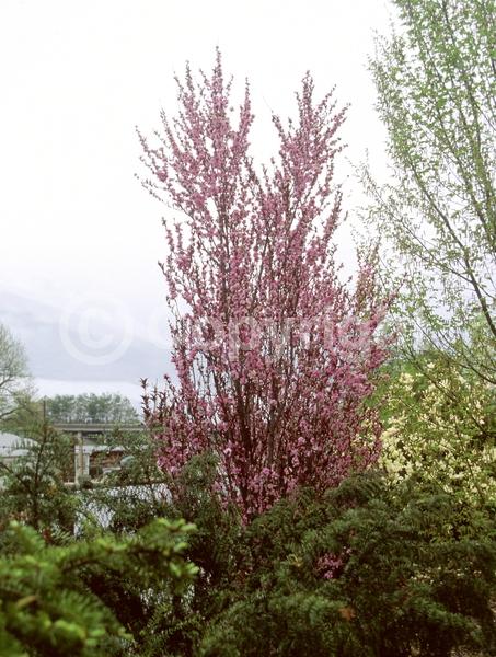 Pink blooms; Deciduous; Broadleaf