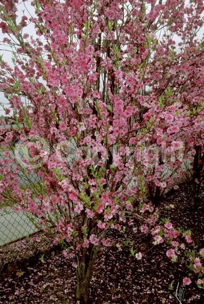Pink blooms; Deciduous; Broadleaf