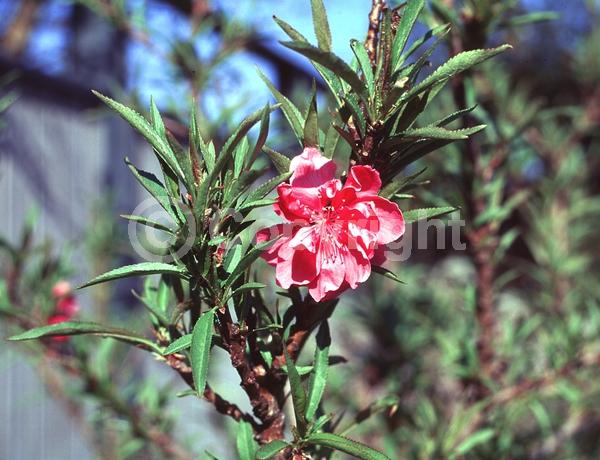 Red blooms; White blooms; Pink blooms; Deciduous; Broadleaf