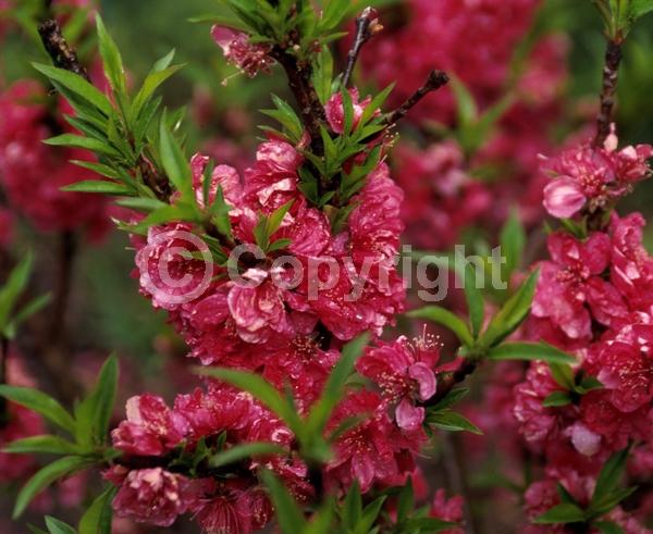 Red blooms; White blooms; Pink blooms; Deciduous; Broadleaf
