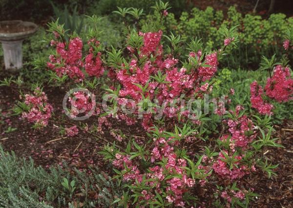 Red blooms; White blooms; Pink blooms; Deciduous; Broadleaf