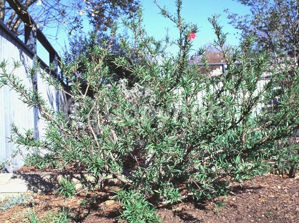 Red blooms; White blooms; Pink blooms; Deciduous; Broadleaf