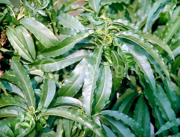 Red blooms; White blooms; Pink blooms; Deciduous; Broadleaf