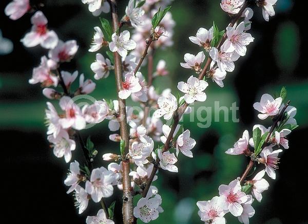 Red blooms; White blooms; Pink blooms; Deciduous; Broadleaf