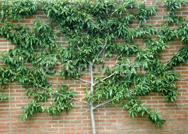 Red blooms; White blooms; Pink blooms; Deciduous; Broadleaf