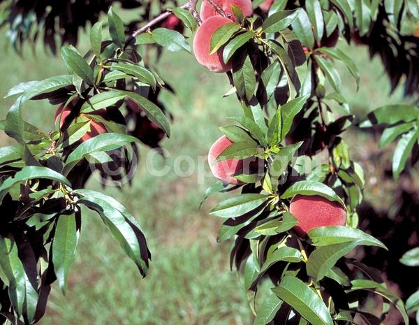 Red blooms; White blooms; Pink blooms; Deciduous; Broadleaf