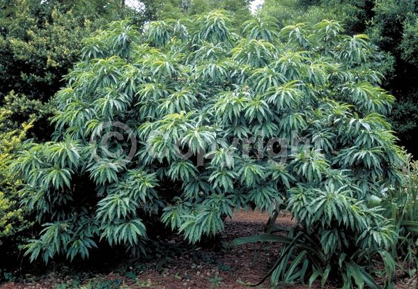 Red blooms; White blooms; Pink blooms; Deciduous; Broadleaf