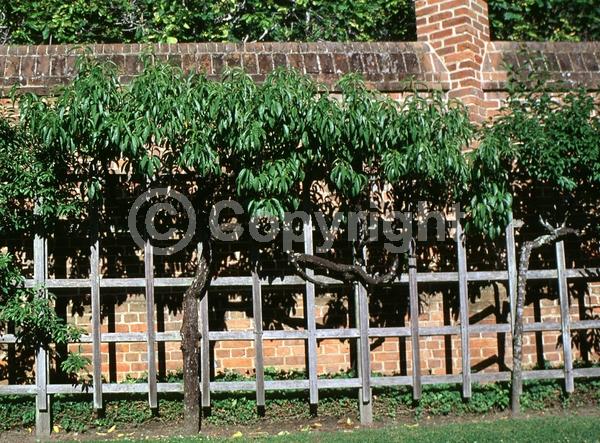 Red blooms; White blooms; Pink blooms; Deciduous; Broadleaf