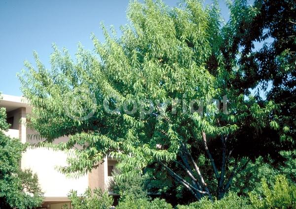 Red blooms; White blooms; Pink blooms; Deciduous; Broadleaf