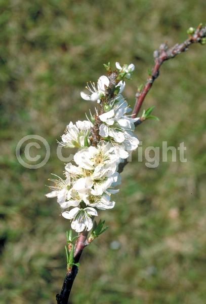 Red blooms; White blooms; Deciduous; Broadleaf