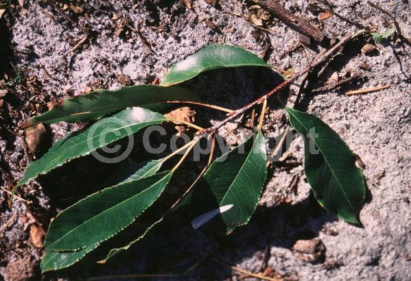 White blooms; Evergreen