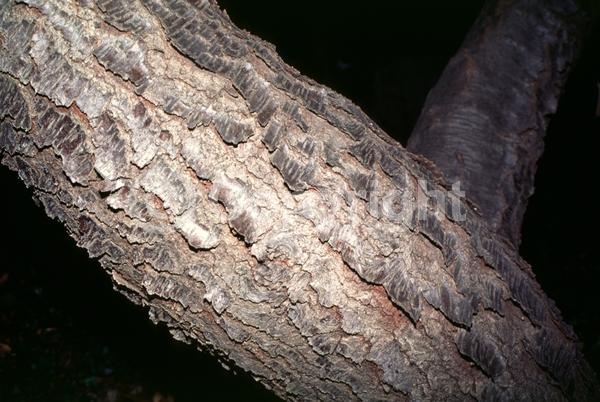 White blooms; Evergreen