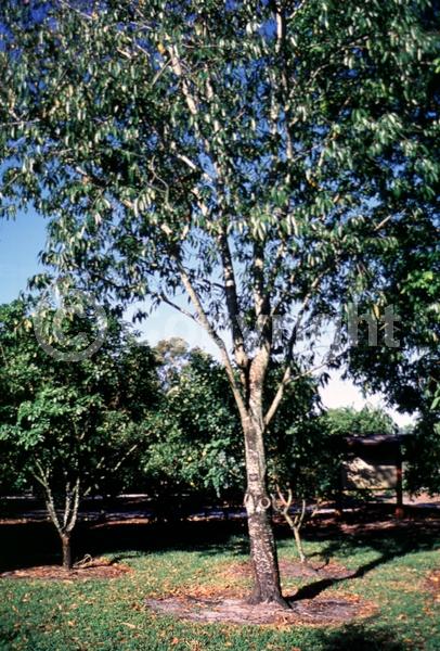 White blooms; Evergreen