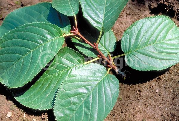 Pink blooms; Deciduous; Broadleaf