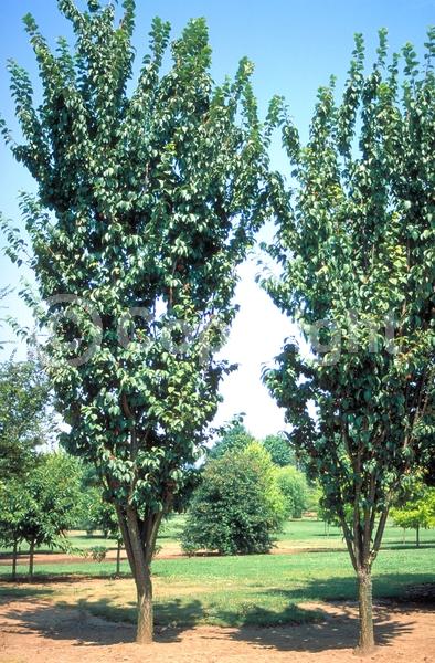 Pink blooms; Deciduous; Broadleaf