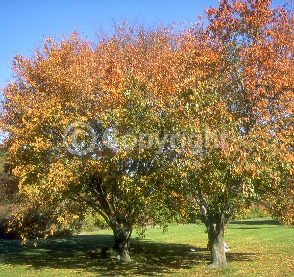Pink blooms; Deciduous; Broadleaf
