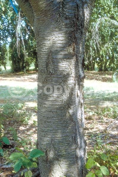 Pink blooms; Deciduous; Broadleaf