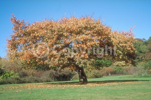 Pink blooms; Deciduous; Broadleaf