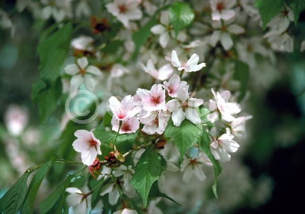 Pink blooms; Deciduous; Broadleaf