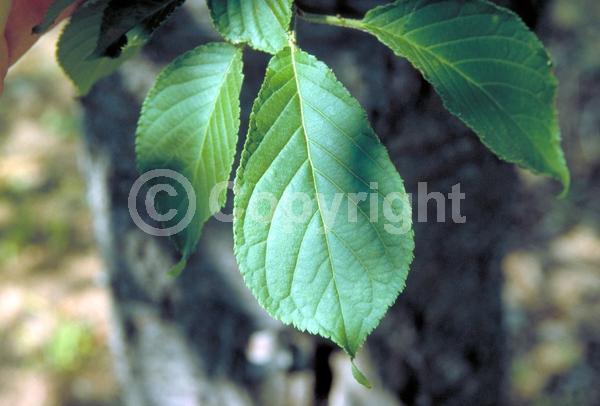 Pink blooms; Deciduous; Broadleaf