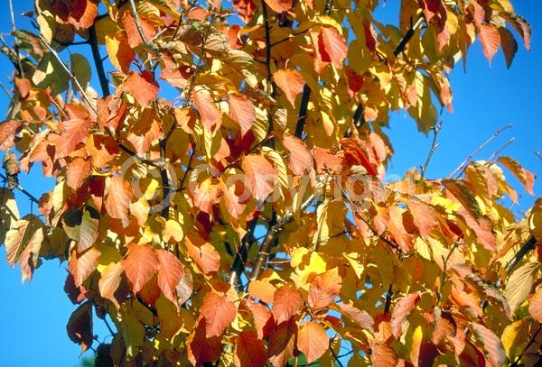 Pink blooms; Deciduous; Broadleaf