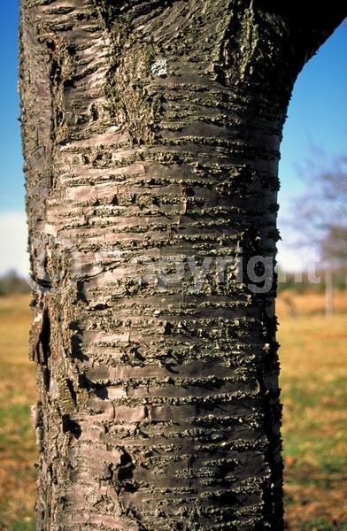 Pink blooms; Deciduous; Broadleaf