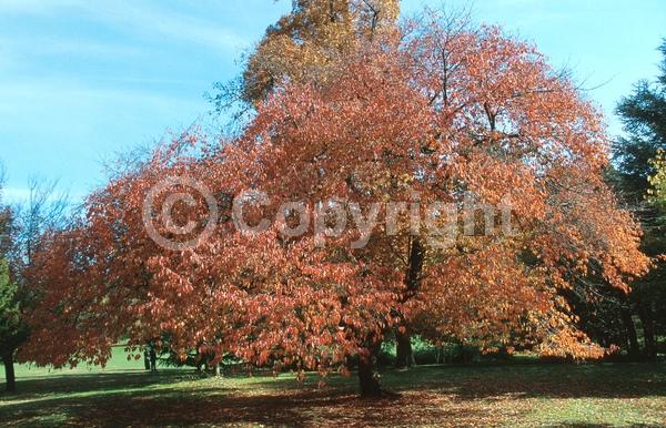 Pink blooms; Deciduous; Broadleaf