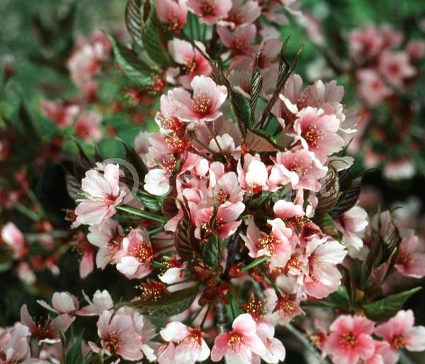 Pink blooms; Deciduous; Broadleaf