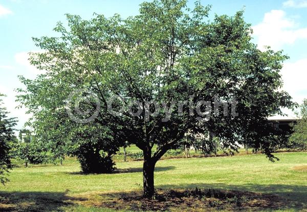 Pink blooms; Deciduous; Broadleaf