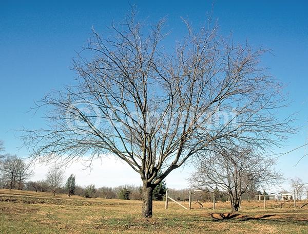 Pink blooms; Deciduous; Broadleaf