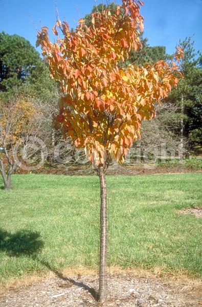 Pink blooms; Deciduous; Broadleaf