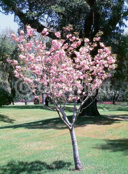 Pink blooms; Deciduous; Broadleaf