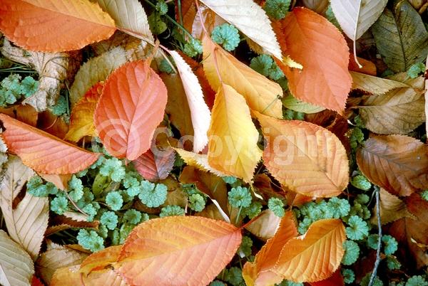 Pink blooms; Deciduous; Broadleaf