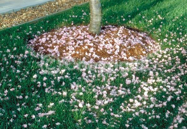 Pink blooms; Deciduous; Broadleaf