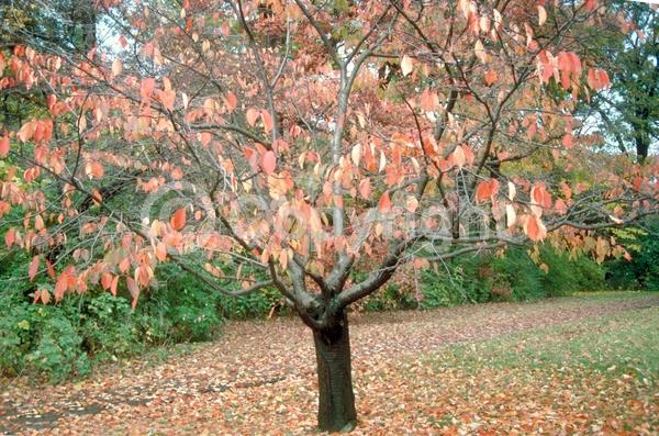 Pink blooms; Deciduous; Broadleaf