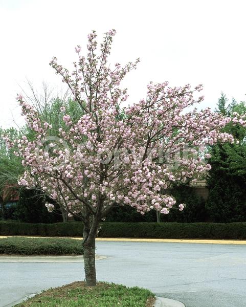Pink blooms; Deciduous; Broadleaf