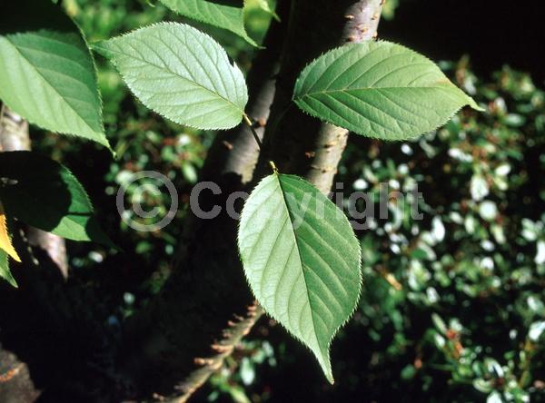 Pink blooms; Deciduous; Broadleaf