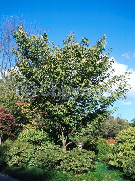Pink blooms; Deciduous; Broadleaf