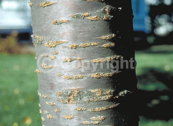 Pink blooms; Deciduous; Broadleaf