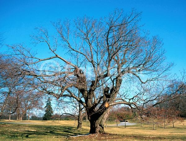 Pink blooms; Deciduous; Broadleaf