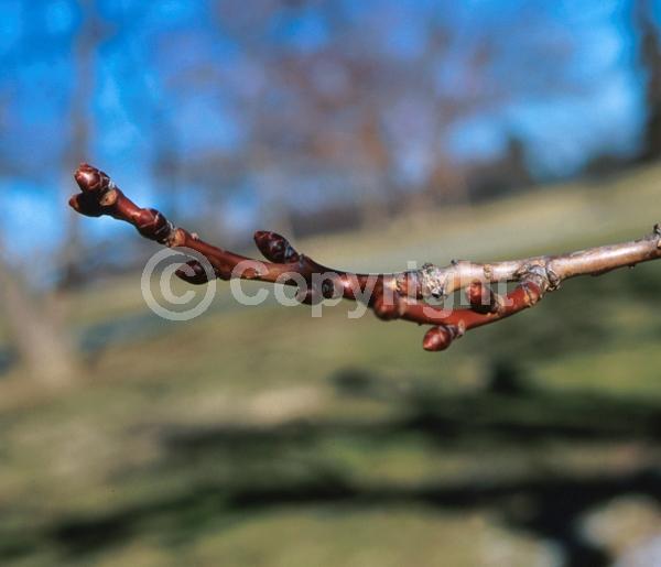 Pink blooms; Deciduous; Broadleaf