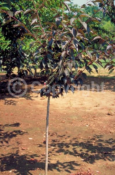 Pink blooms; Deciduous; Broadleaf