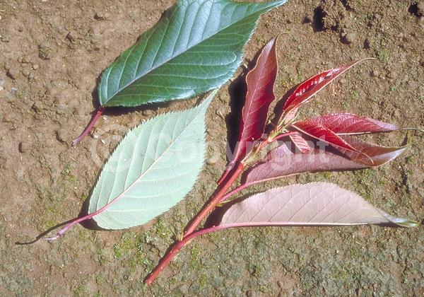 Pink blooms; Deciduous; Broadleaf