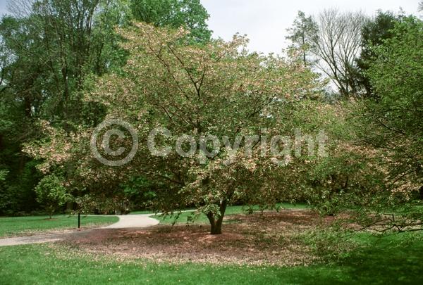 White blooms; Pink blooms; Deciduous; Broadleaf