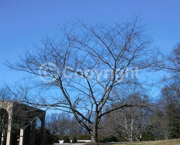 White blooms; Pink blooms; Deciduous; Broadleaf