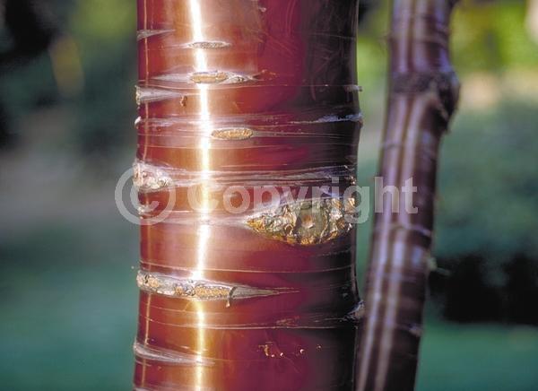 Pink blooms; Deciduous; Broadleaf