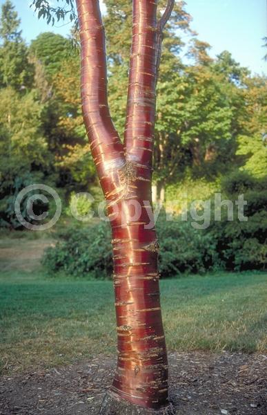 Pink blooms; Deciduous; Broadleaf